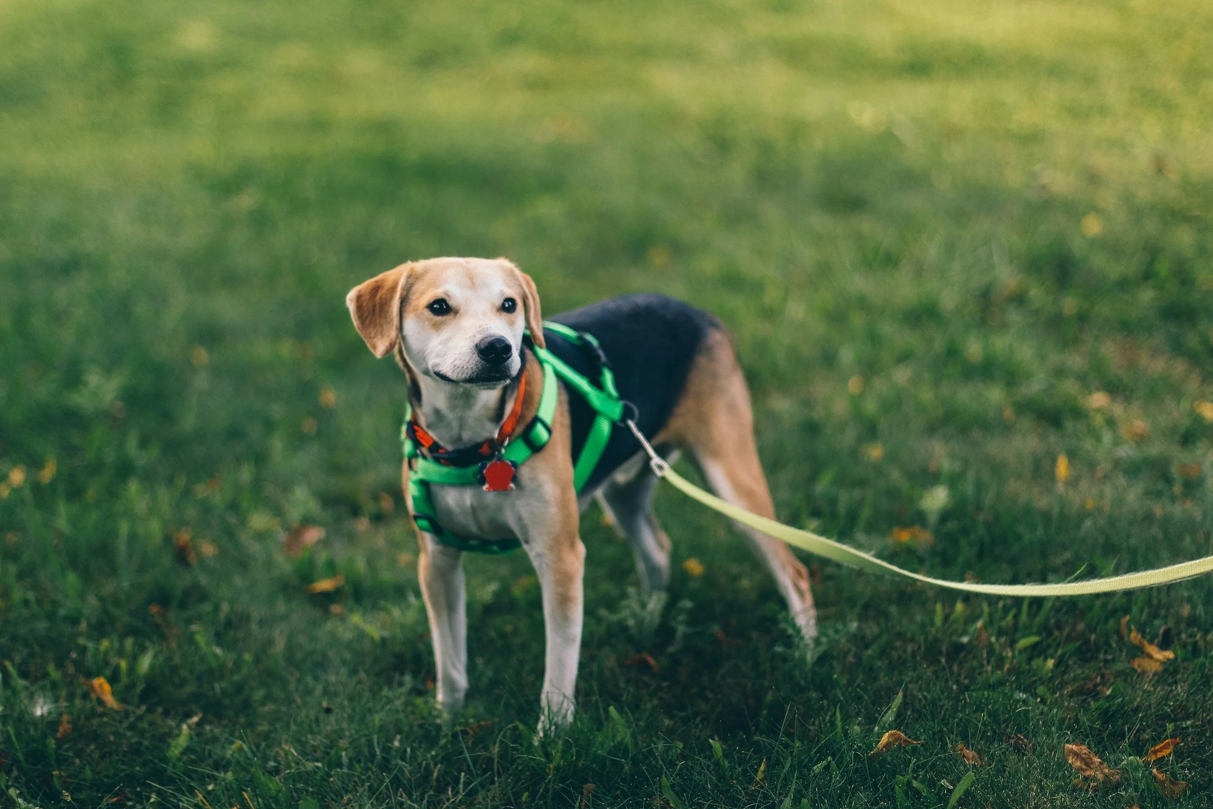 Editorial photo of a dog walker with dogs in a park